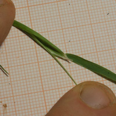 Cynosurus elegans — leaf