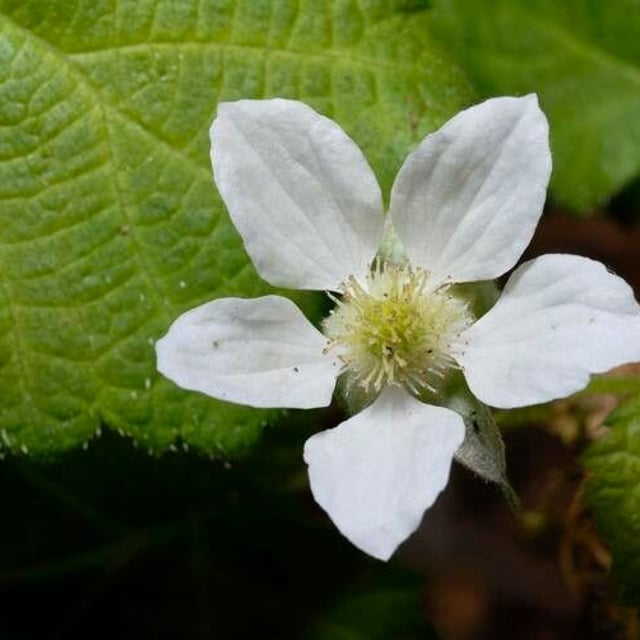 Rubus ursinus — flower