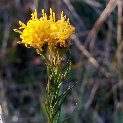 Galatella linosyris — flower