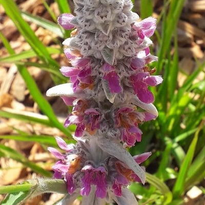 Stachys byzantina — flower