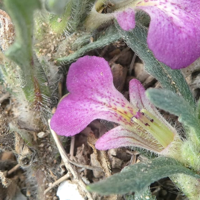Ajuga iva — flower