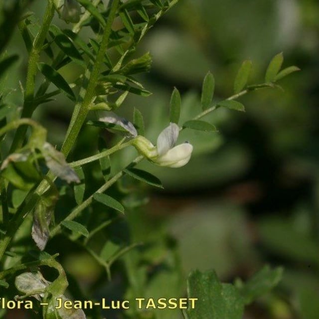 Vicia ervilia — flower