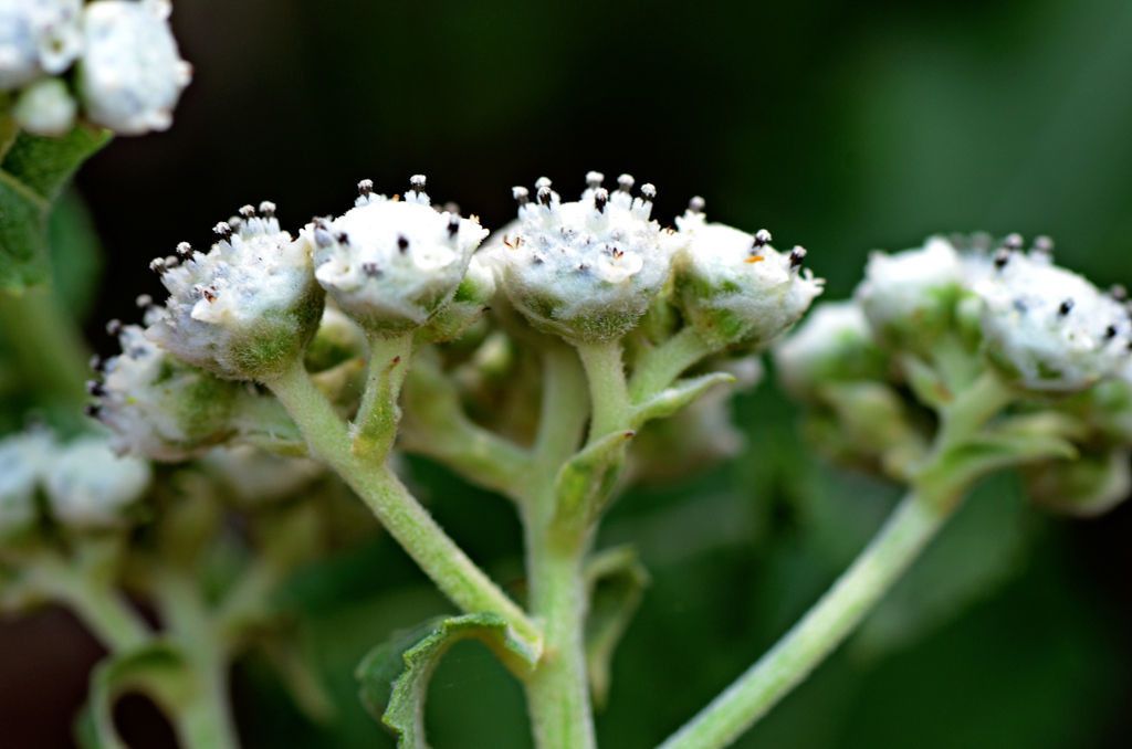American feverfew