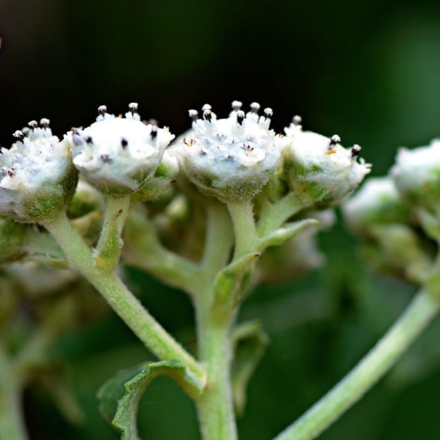 Parthenium integrifolium — flower