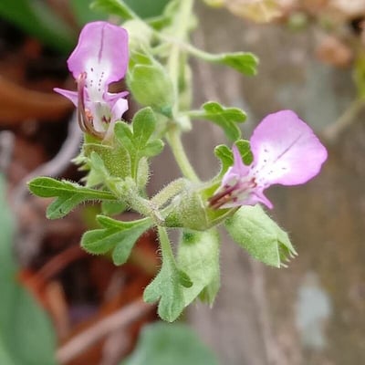 Teucrium botrys — flower