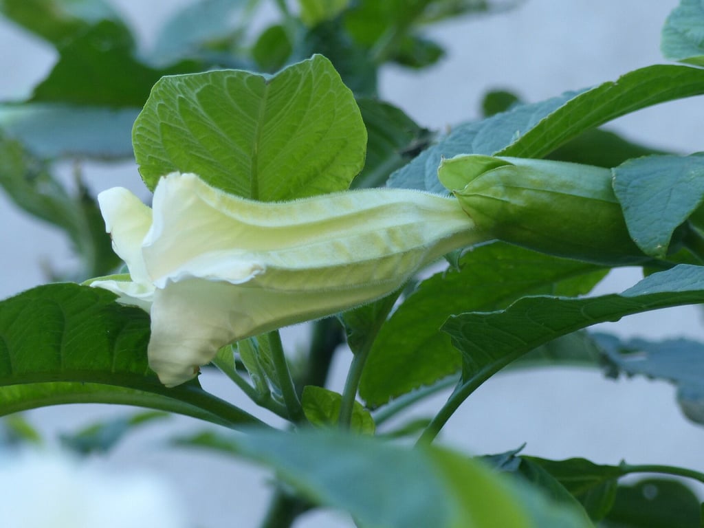 White angel's trumpet