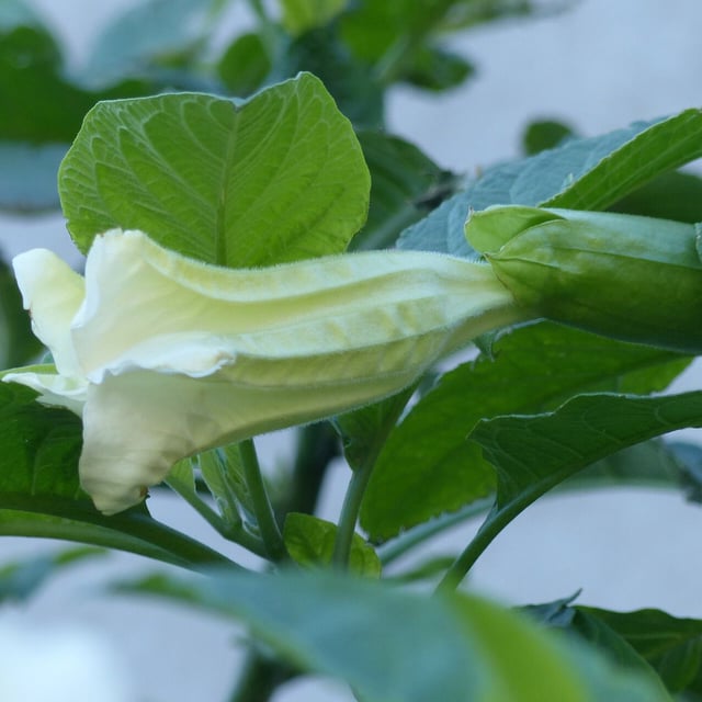 White angel's trumpet