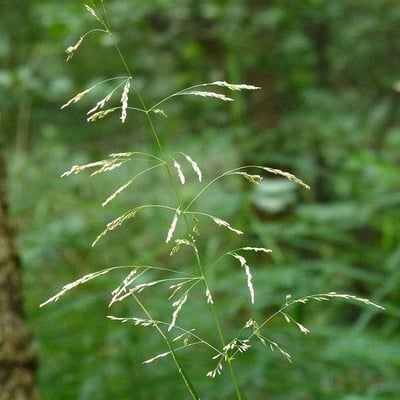 Agrostis gigantea — flower