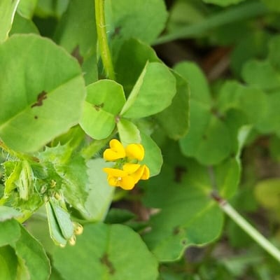Medicago arabica — flower
