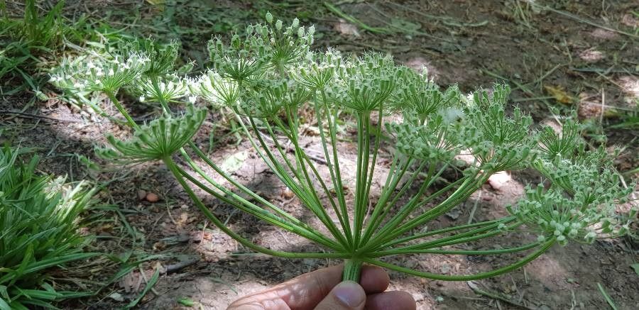 Persian hogweed