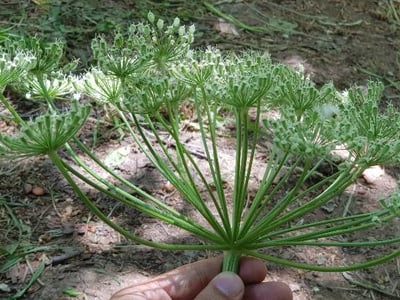 Persian hogweed