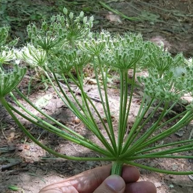 Persian hogweed