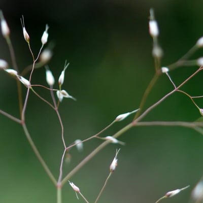 Aira cupaniana — flower