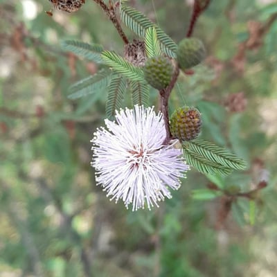 Mimosa pigra — flower
