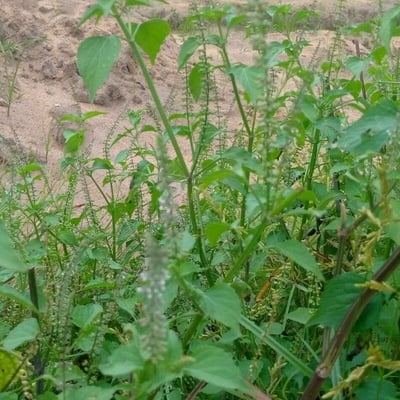 Basilicum polystachyon — leaf