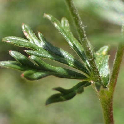 Potentilla argentea — fruit