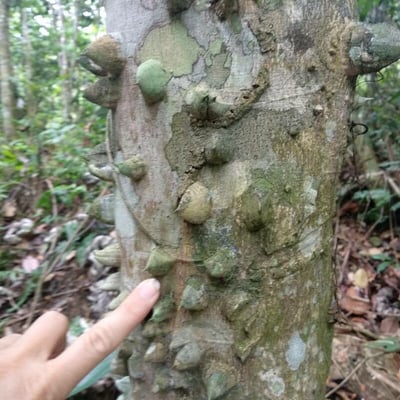 Zanthoxylum martinicense — bark