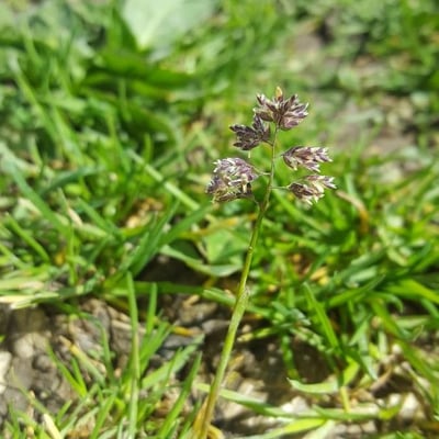 Poa supina — flower