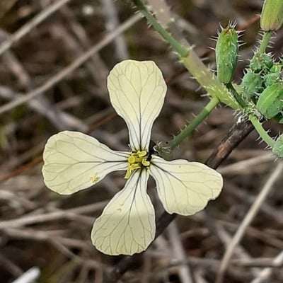 Eruca vesicaria — flower