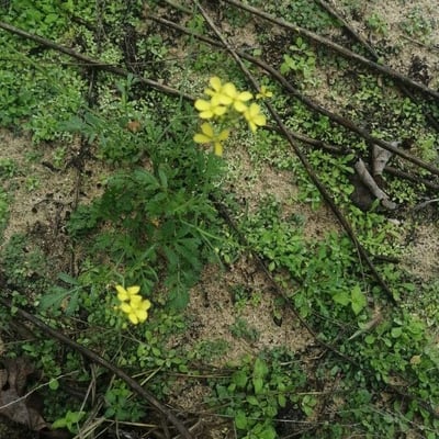 Brassica barrelieri — flower