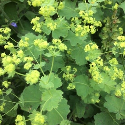 Alchemilla xanthochlora — flower