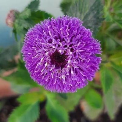 Centratherum punctatum — flower