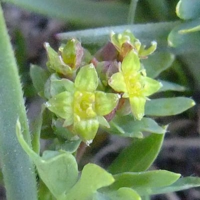 Alchemilla pentaphyllea — flower