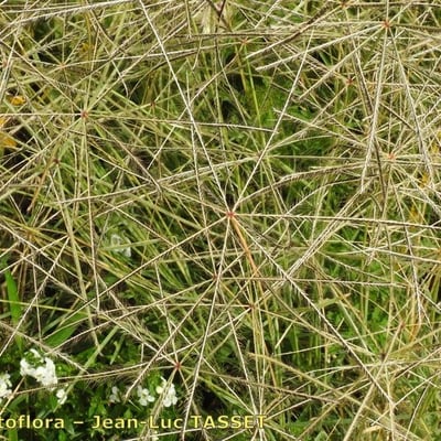 Chloris truncata — habit