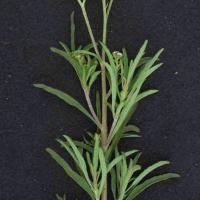 Ageratum fastigiatum — leaf