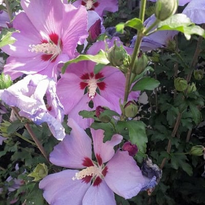 Hibiscus syriacus — flower