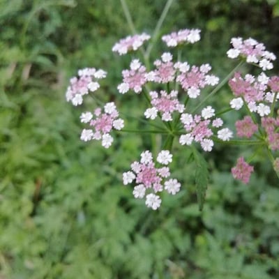 Torilis japonica — flower