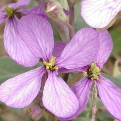 Moricandia arvensis — flower