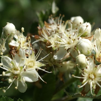 Sorbus mougeotii — flower