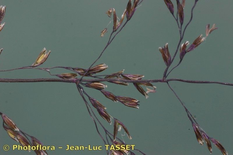 Water whorl-grass