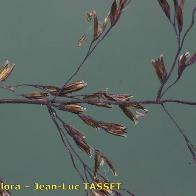 Catabrosa aquatica — flower