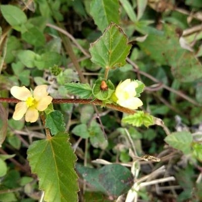 Sida spinosa — flower