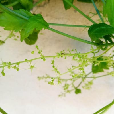 Gynostemma pentaphyllum — flower