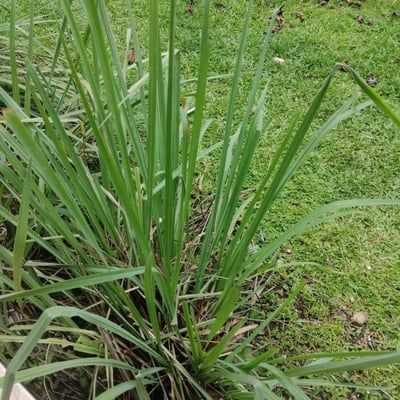 Cymbopogon citratus — flower