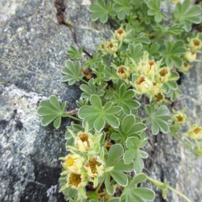 Potentilla nivalis — flower