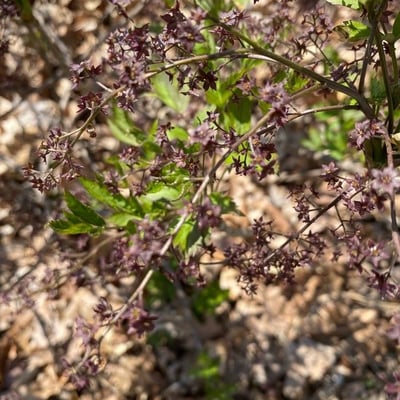 Xanthorhiza simplicissima — flower