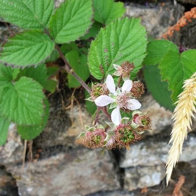Rubus gratus — flower