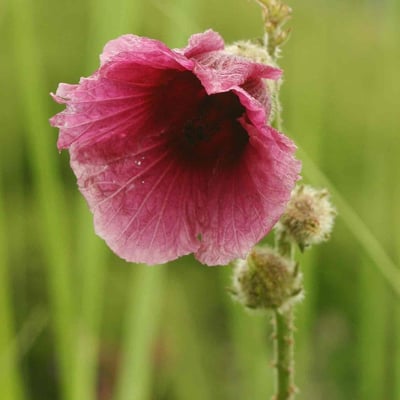 Hibiscus aculeatus — flower