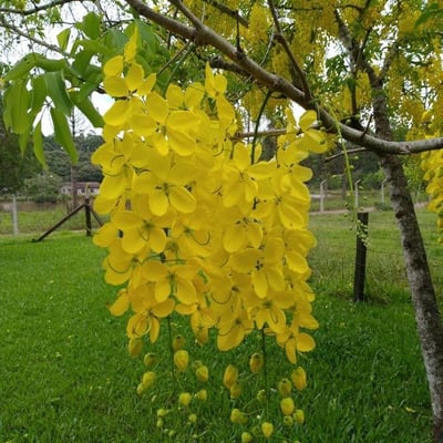 Cassia fistula — flower