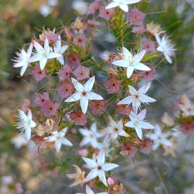 Calytrix tetragona — flower