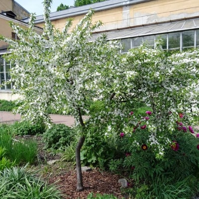Prunus japonica — flower