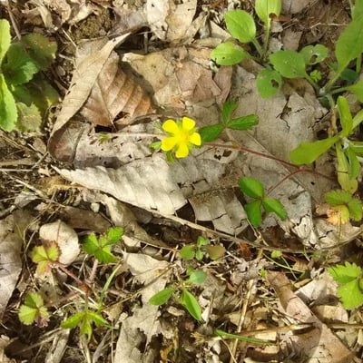 Potentilla neumanniana — flower