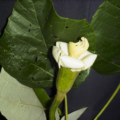 Ochroma pyramidale — flower