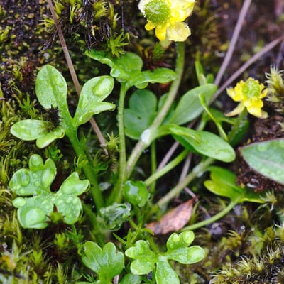 Ranunculus pygmaeus — flower