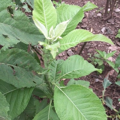 Blumea balsamifera — leaf
