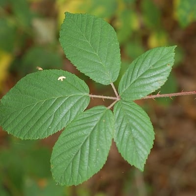 Rubus gracilis — leaf